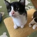 まだら模様、人に登るタラちゃん