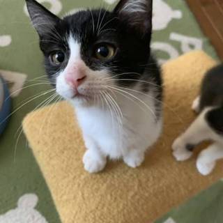 まだら模様、人に登るタラちゃん