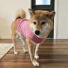 柴山きな子
