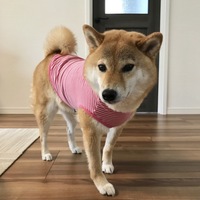 谷田部きな子