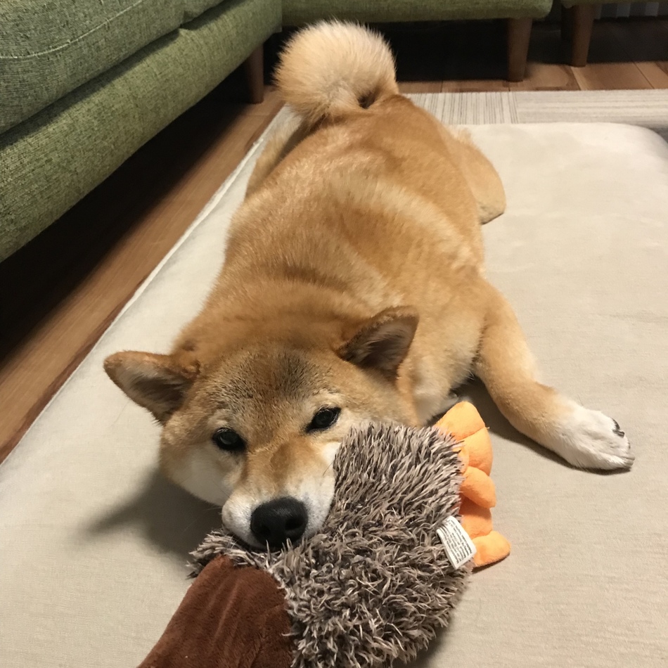 谷田部きな子のカバー写真