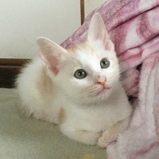 希少薄茶トラメス★cute過ぎることちゃん