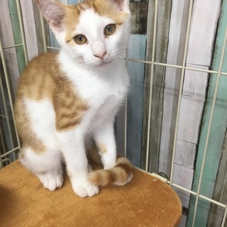 里親さま決まりました☆