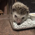 ハリネズミの里親募集