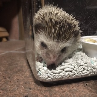 ハリネズミの里親募集
