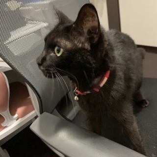 里親募集中です！