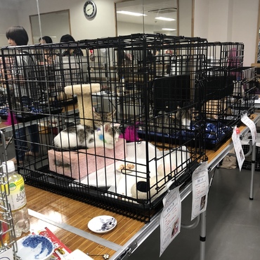 第17回ねこの譲渡会