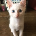 やさしい里親さんに巡り会えますように