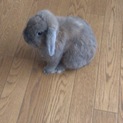 ホーランドロップ里親募集