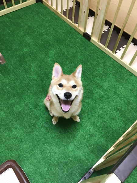 柴犬メス3歳ひまりちゃん 東京都 犬の里親募集 ペットのおうち 月間利用者150万人