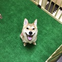柴犬メス3歳ひまりちゃん（里親さん決定）