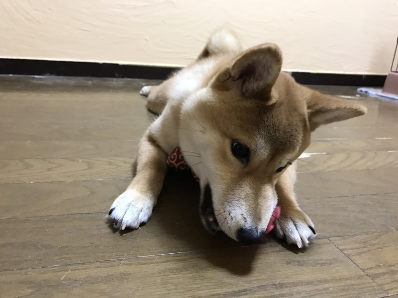 柴犬メス3歳ひまりちゃん 東京都 犬の里親募集 ペットのおうち 月間利用者150万人