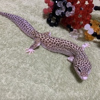 阿檀