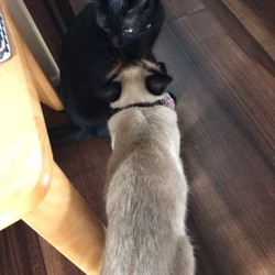 たまりちゃんの失踪