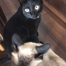 「たまりちゃんの失踪」サムネイル2