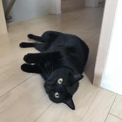 「たまりちゃんの失踪」サムネイル3