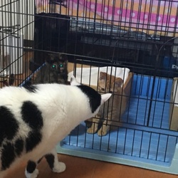 昨日子猫来ました！