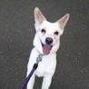 ２才になるMix犬です。