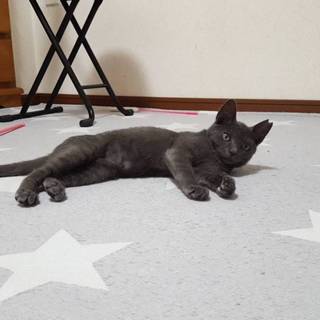 ロシアンブルー風の女の子