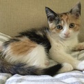 可愛い三毛猫   920グラム