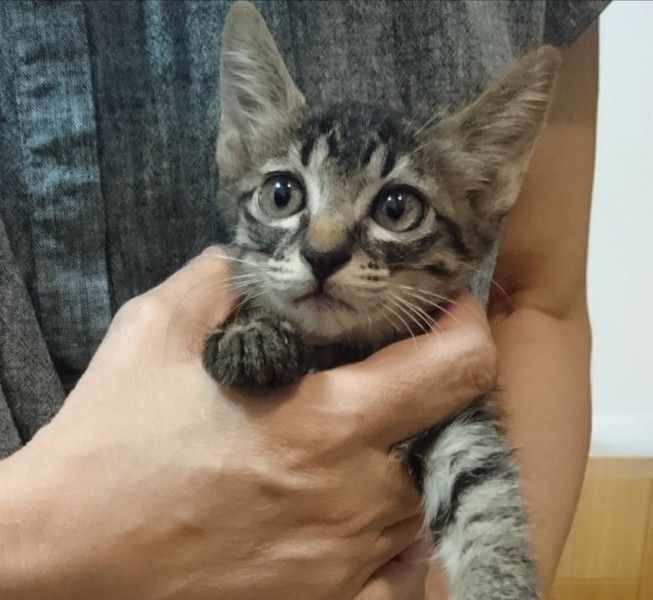 しっぽ短いキジ女の子 東京都 猫の里親募集 ペットのおうち 月間利用者150万人 しっぽ短いキジ女の子 東京都 猫の里親募集 ペットのおうち 月間利用者150万人