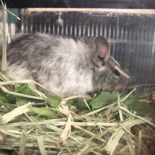 デグー♂、カイロトゲマウス里親さん募集