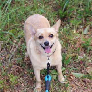 譲渡対象犬のご紹介