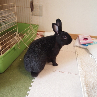 黒うさぎ