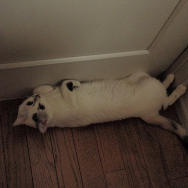 penguinpenpenのカバー写真