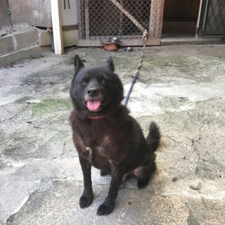 飼い主に従順な甲斐犬 成犬 6才 血統書有り