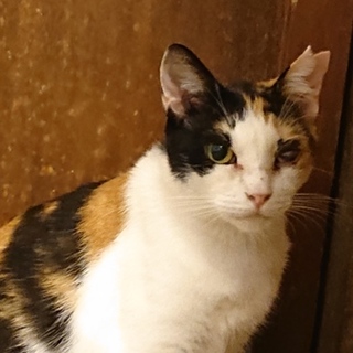 ゆったり落ち着いた穏やかな女の子