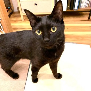 正式譲渡になりました！黒猫穏やか男子