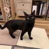 正式譲渡になりました！黒猫穏やか男子 サムネイル2