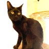 正式譲渡になりました！黒猫穏やか男子 サムネイル3