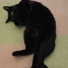 正式譲渡になりました！黒猫穏やか男子 サムネイル5