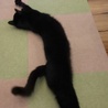 正式譲渡になりました！黒猫穏やか男子 サムネイル6