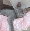 子猫 