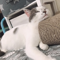 ばん