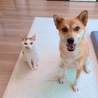 猫と暮らしています