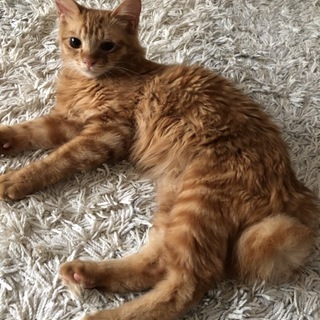 【急募】ふわふわ丸尻尾！