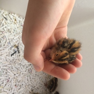 ウズラの里親募集　うずら