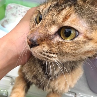 トライアル決定！ サバ猫