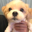 マルチーズmixの青(あお)くん