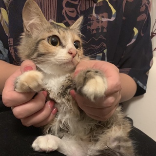 【トライアル決定！】1歳弱美三毛