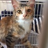 【トライアル決定！】1歳弱美三毛 サムネイル5