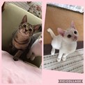 可愛い子猫里親様募集です