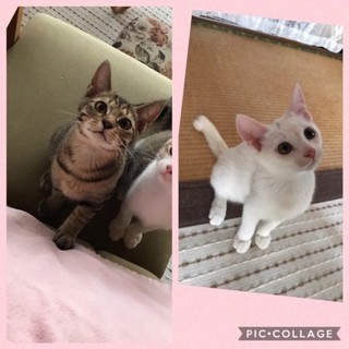 可愛い子猫里親様募集です