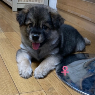 保健所からレスキューした子犬♀