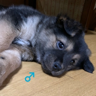 保健所から引き出した子犬♂