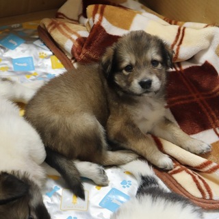 カワウソ系美女かわいい女のコ